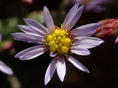 Tripolium pannonicum