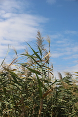 Phragmites australis altissimus