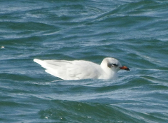 Ichthyaetus melanocephalus