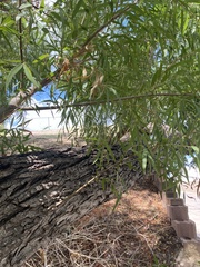 Salix nigra