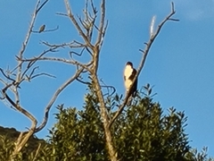 Accipiter melanoleucus