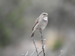 Crithagra albogularis