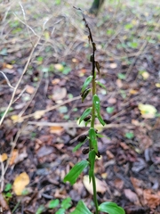 Epipactis helleborine