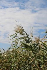 Phragmites australis altissimus