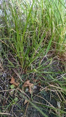 Carex viridula