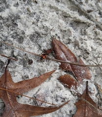 Dasymutilla quadriguttata