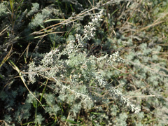 Artemisia austriaca