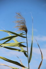 Phragmites australis altissimus