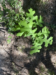 Quercus buckleyi