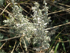 Artemisia austriaca