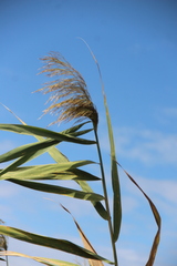 Phragmites australis altissimus