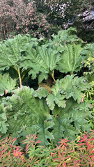 Gunnera tinctoria