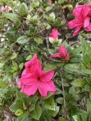 Rhododendron