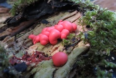 Lycogala exiguum