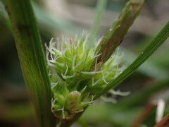 Carex viridula