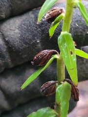 Epipactis helleborine