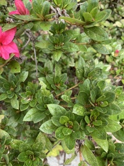 Rhododendron