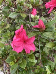 Rhododendron
