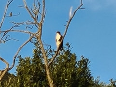 Accipiter melanoleucus