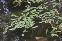 Potamogeton diversifolius