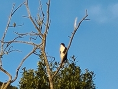 Accipiter melanoleucus