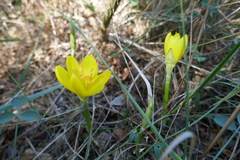 Sternbergia lutea
