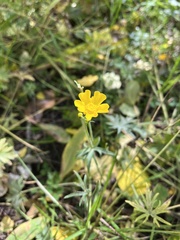 Potentilla argentea