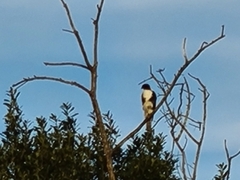 Accipiter melanoleucus
