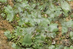 Marchantia