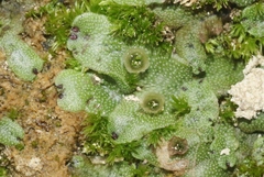 Marchantia