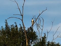 Accipiter melanoleucus