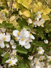 Begonia