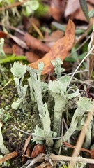 Cladonia deformis