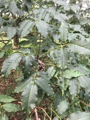 Phellodendron amurense