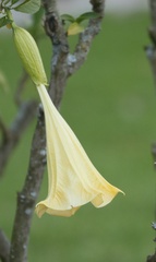 Brugmansia