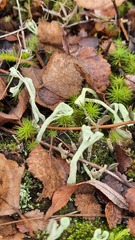 Cladonia deformis