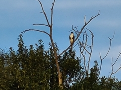 Accipiter melanoleucus