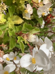 Begonia
