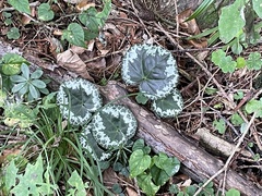 Cyclamen purpurascens