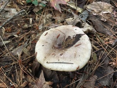 Lactarius cinereus