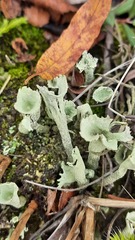 Cladonia deformis