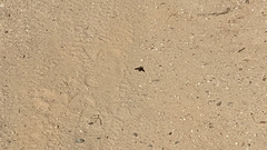 Exoprosopa dorcadion