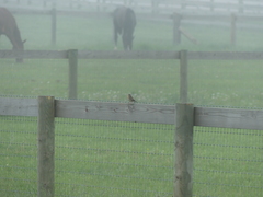 Ammodramus savannarum