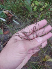 Eragrostis albensis