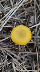 Gloioxanthomyces