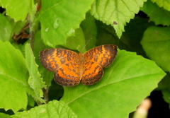Mazia amazonica