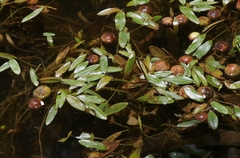 Potamogeton diversifolius