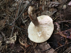 Lactarius cinereus