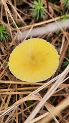 Gloioxanthomyces