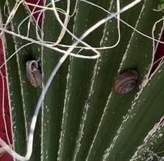 Polygyra cereolus